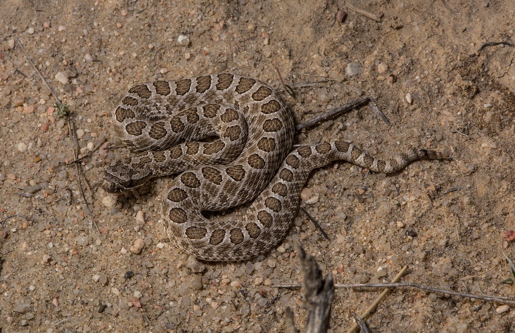 Desert Massasauga Rattlesnake