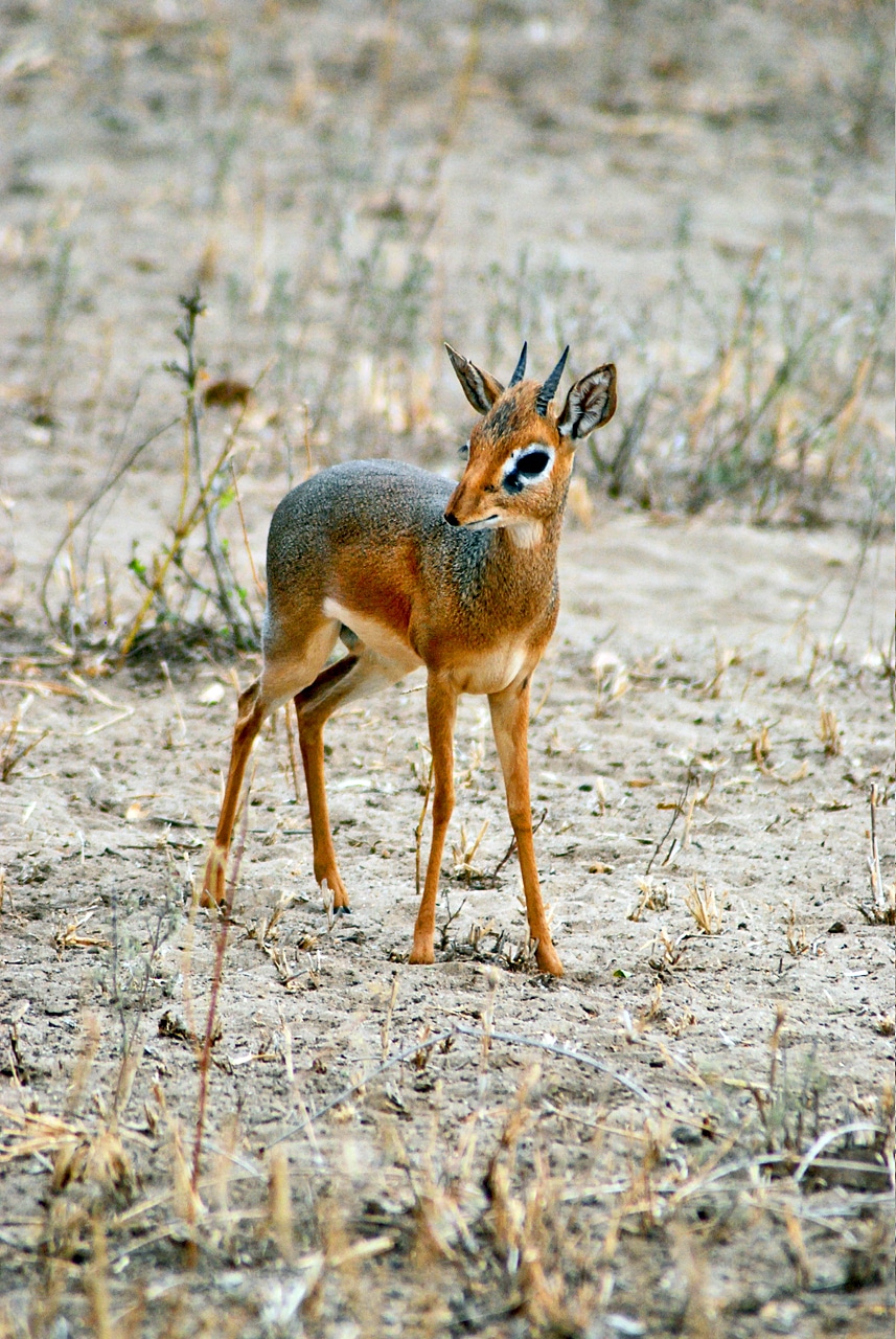 Dik-diks