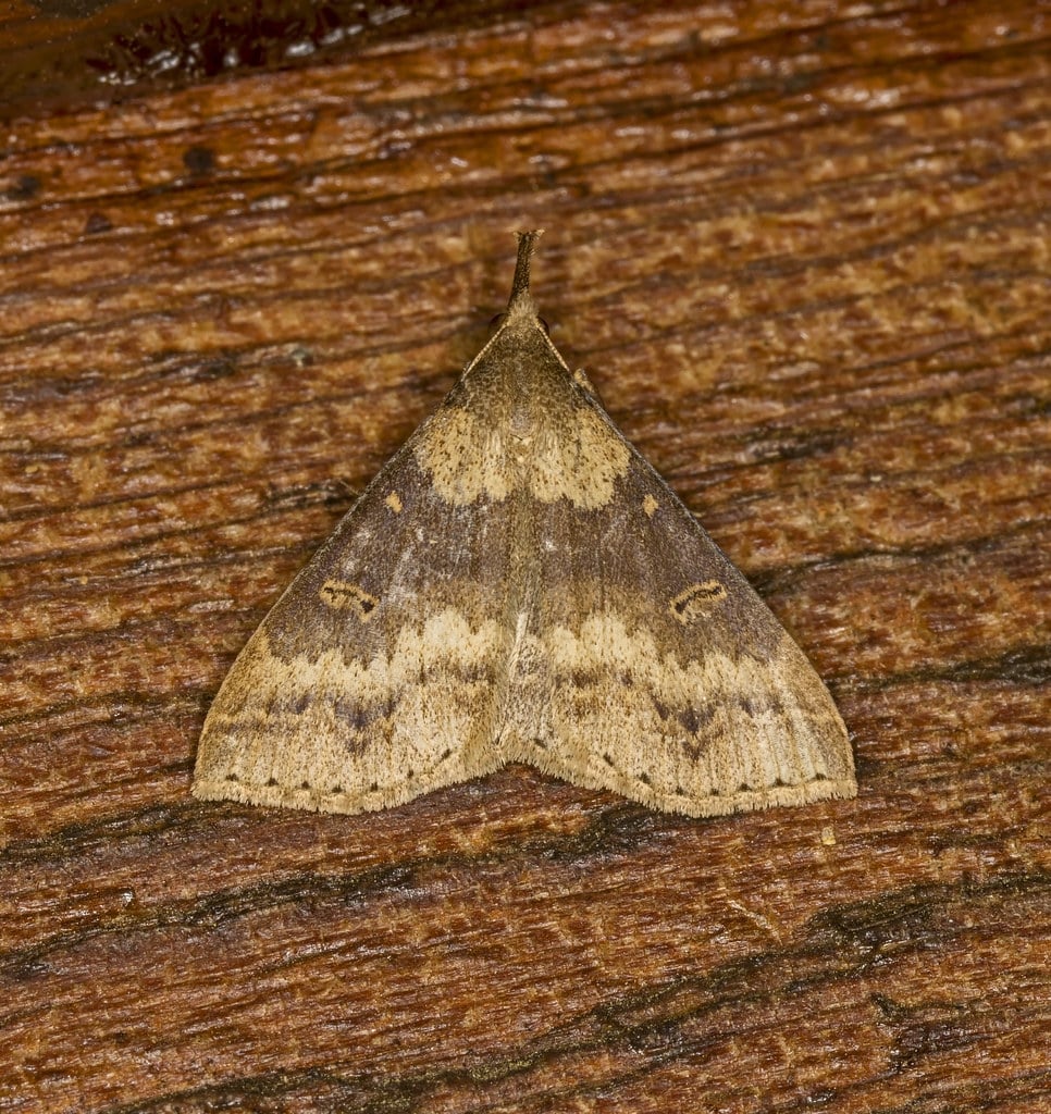 Discolored Renia Moth - Types of Moths in Maryland