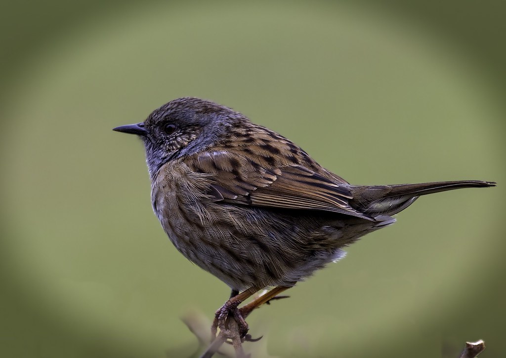 Dunnock