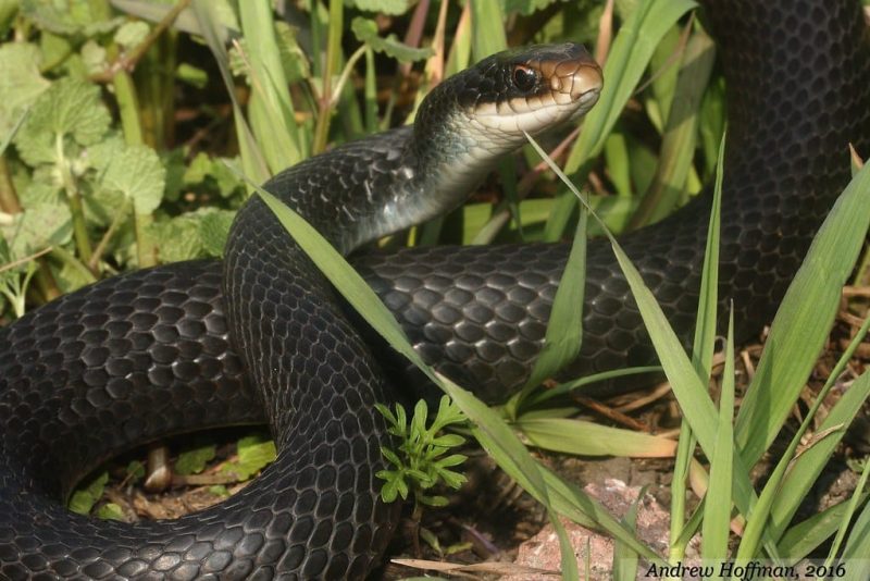 N Eastern Racers 12 Different Types of Snakes in Canada