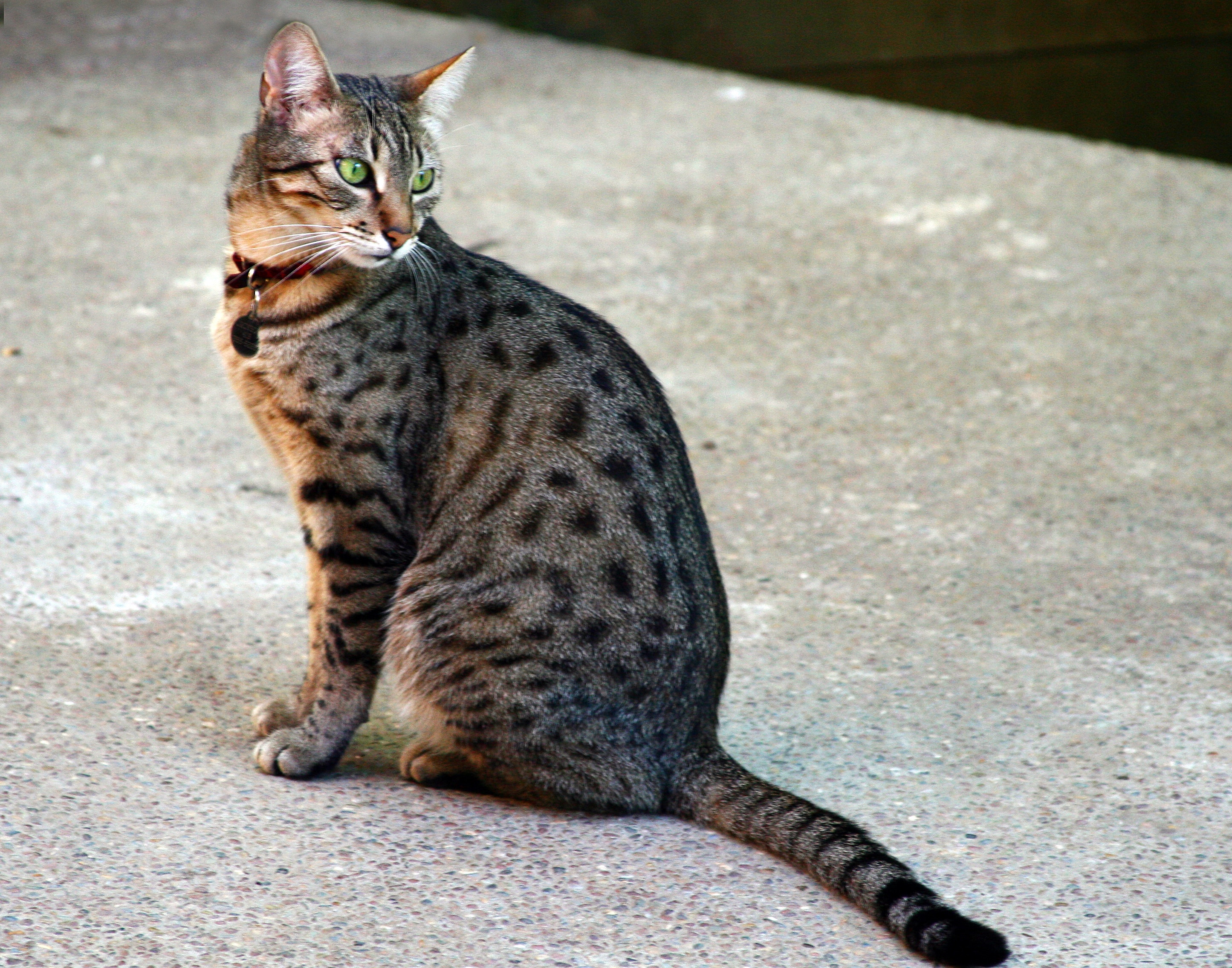 Egyptian Mau - unhealthiest cat breeds