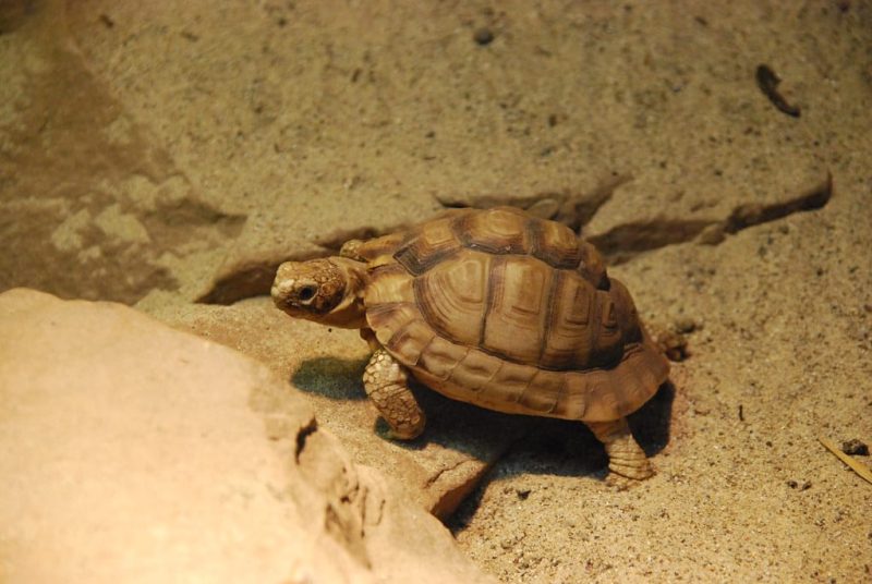 18 Different Types of Tortoises (With Pictures)