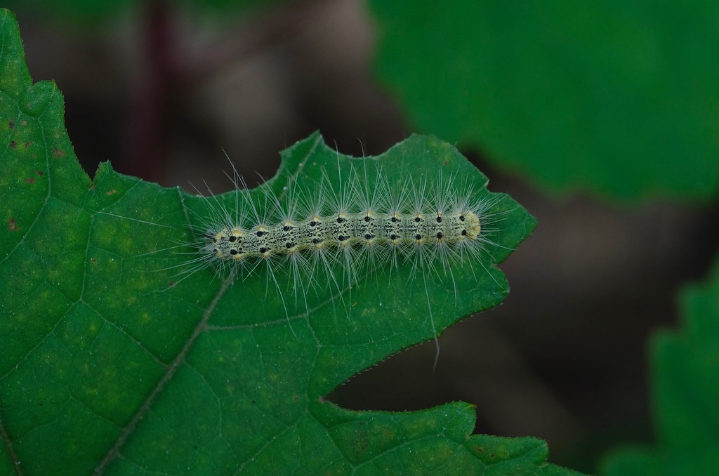 Fall Webworm