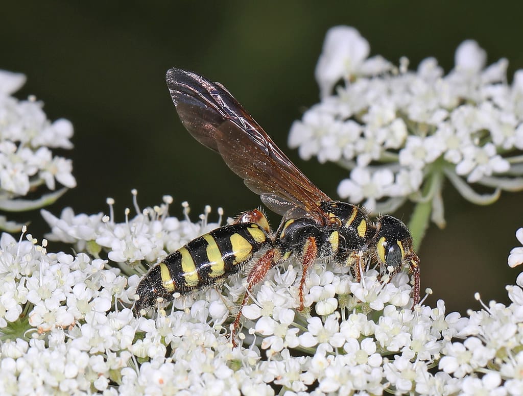 25 Different Types of Wasps in Colorado