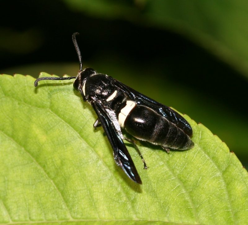 28 Types of Wasps in New Jersey