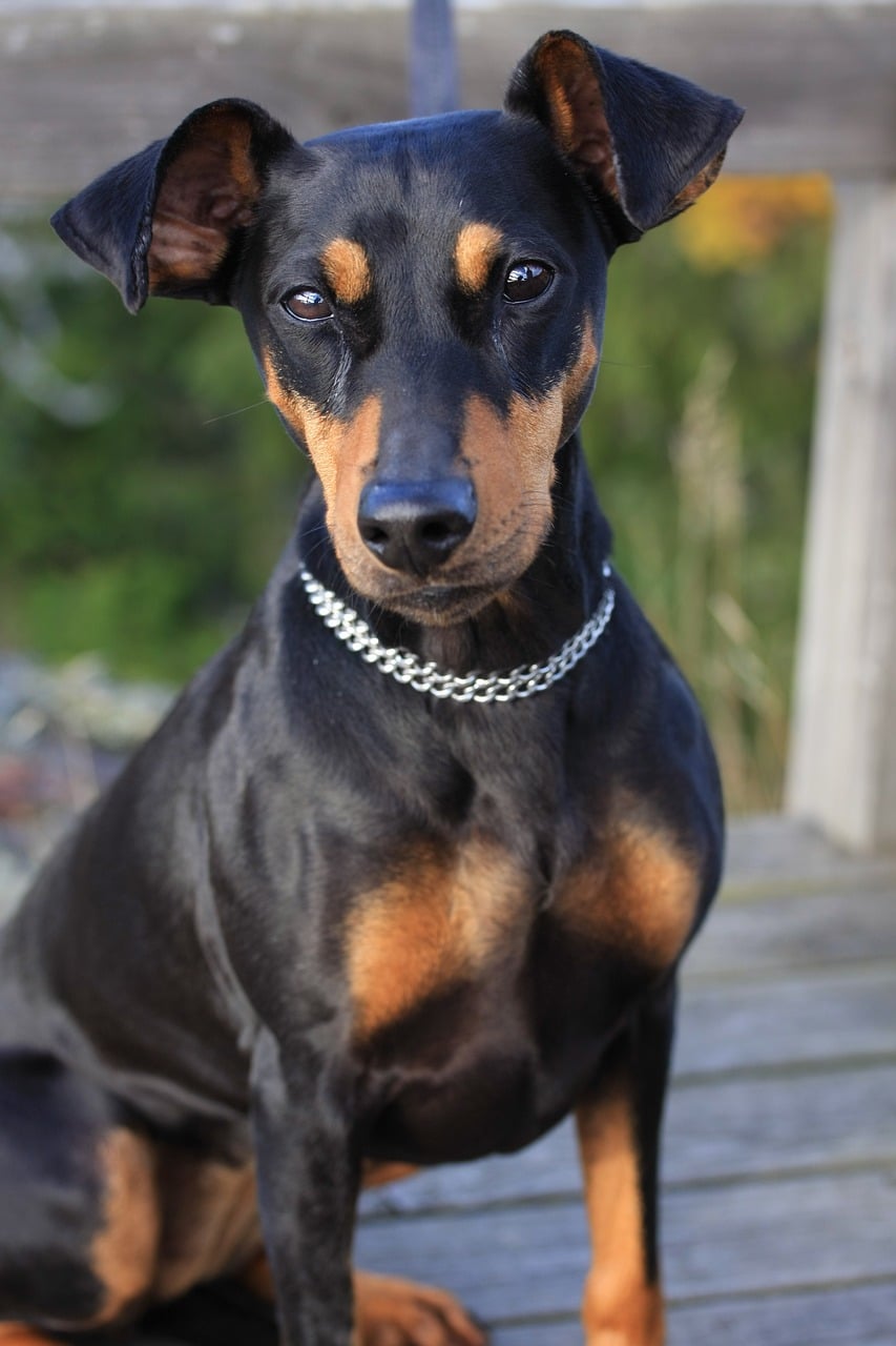 German Pinscher