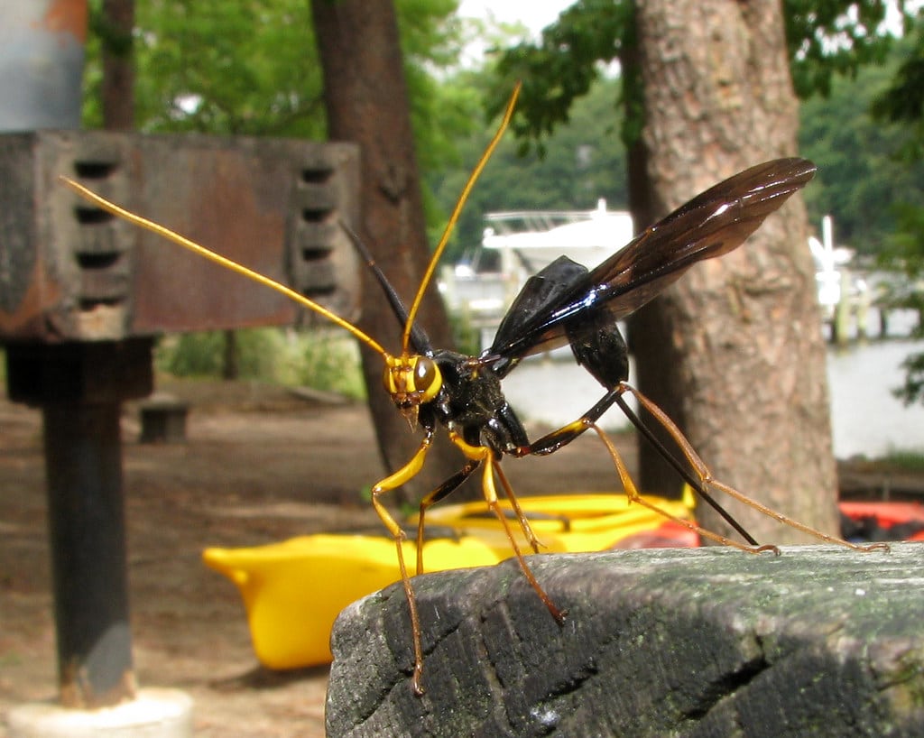 Giant Ichneumon Wasp - Types of Wasps in Iowa