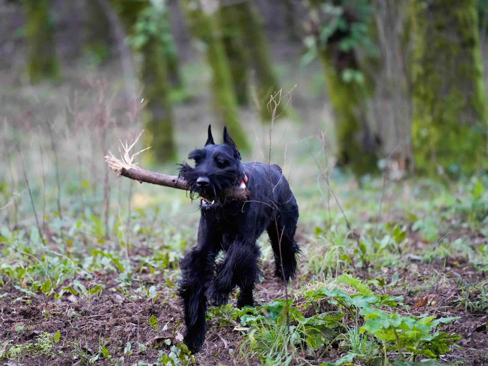 Giant Schnauzer - German Dog Breeds