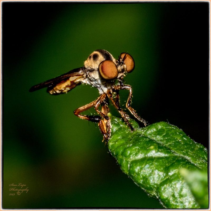 8 Different Types of Flies in California (With Pictures)