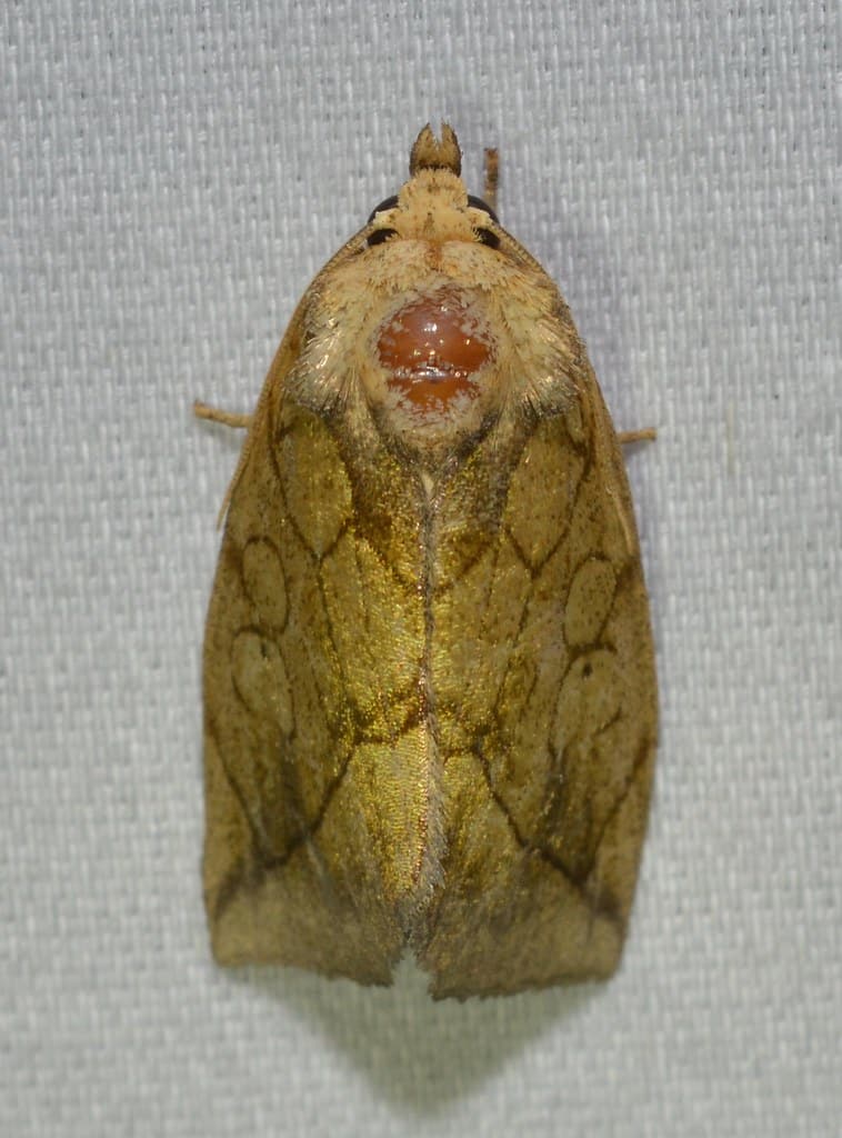 Gold Moth (Basilodes pepita)