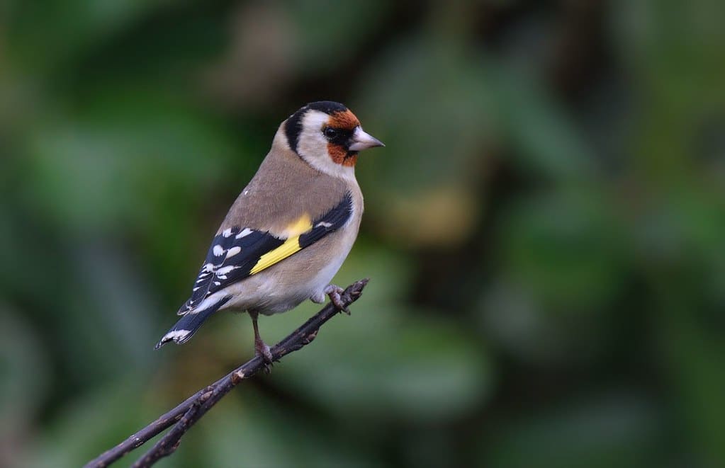 Goldfinch