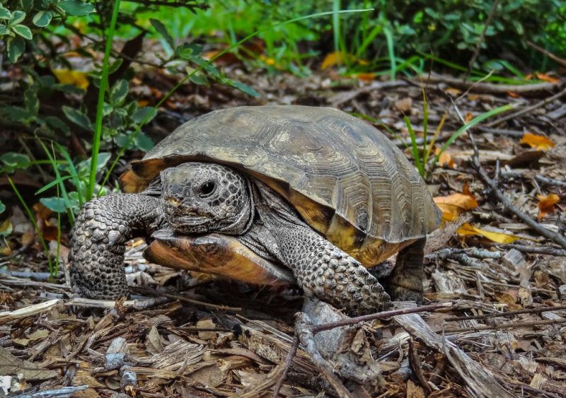 18 Different Types of Tortoises (With Pictures)