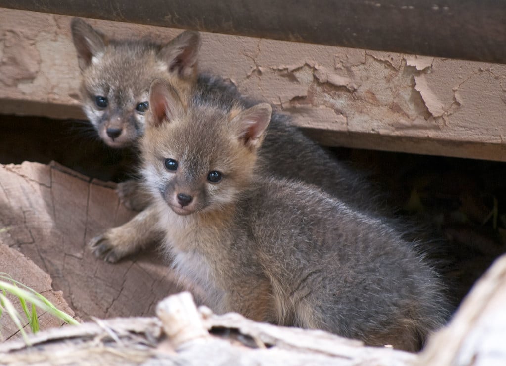 Gray Foxes