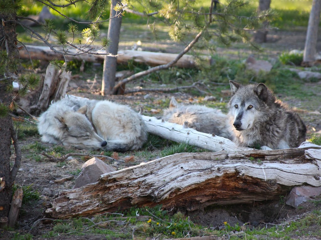 Gray Wolves