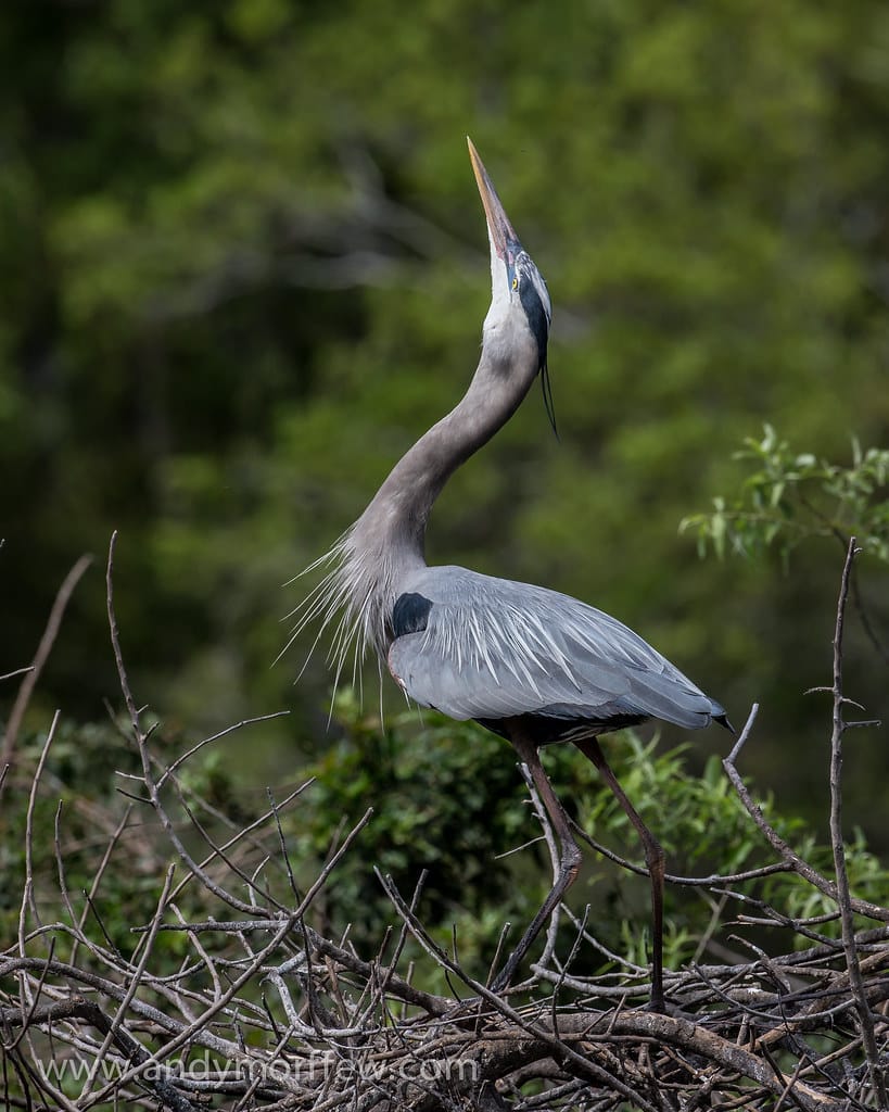 Great Blue Heron - Types of Herons in Michigan