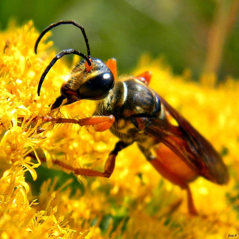 22 Different Types of Wasps in Missouri (With Pictures)