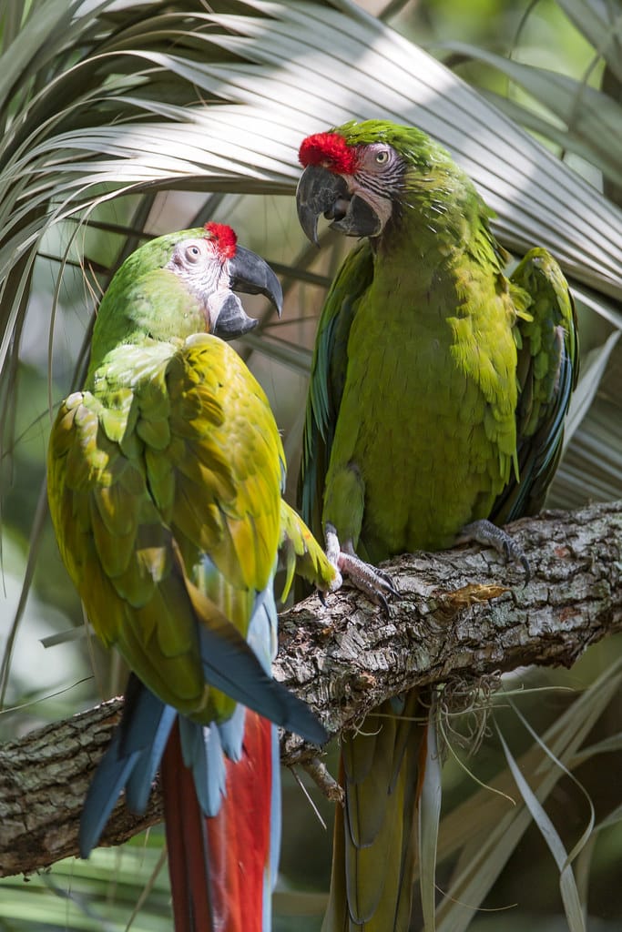 Great Green Macaw