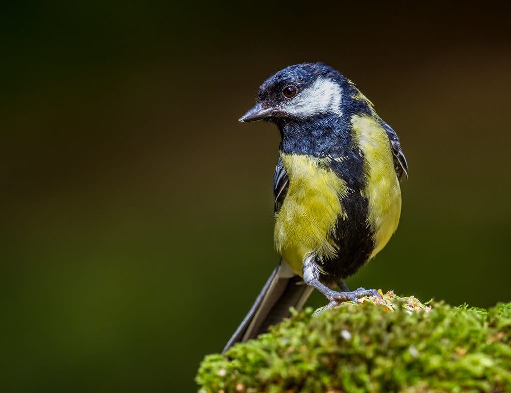 Great Tit