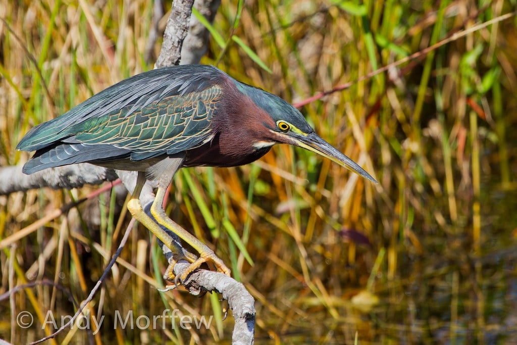 Green Heron