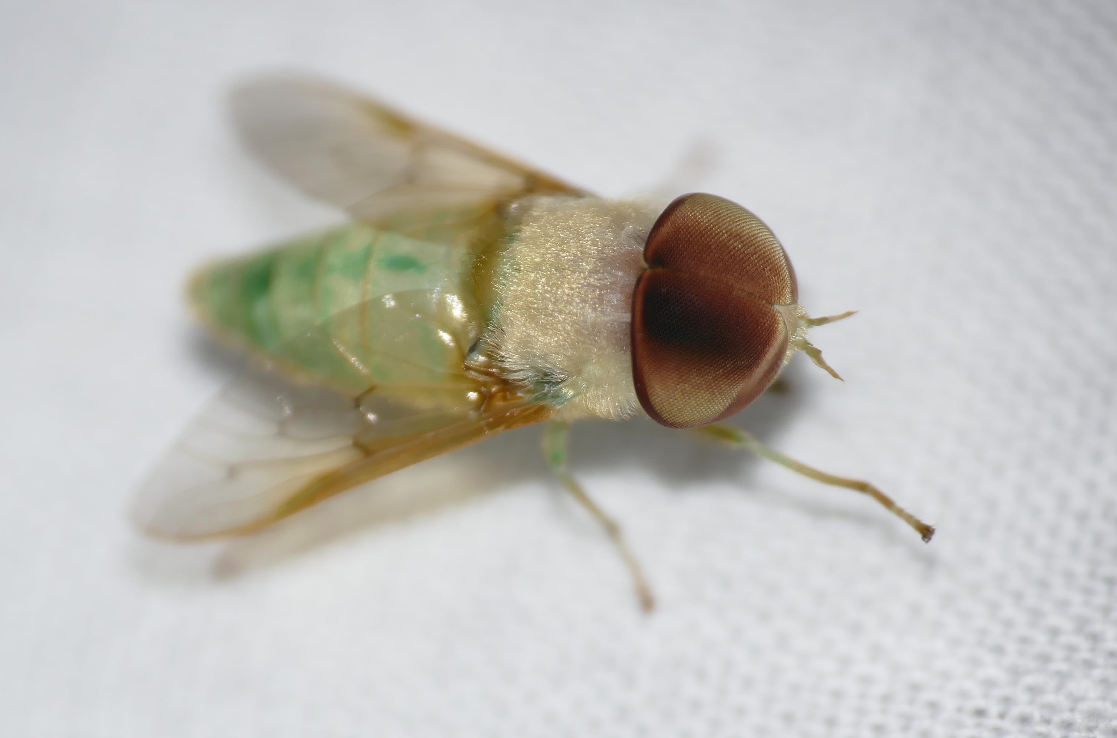 Green Horse Fly