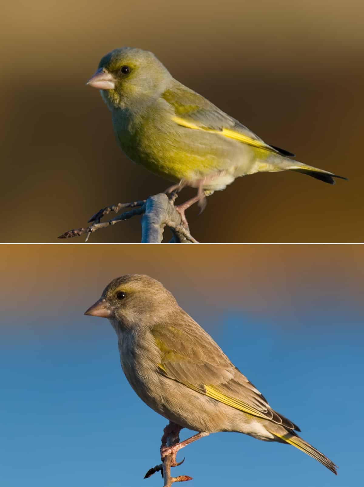 Greenfinch