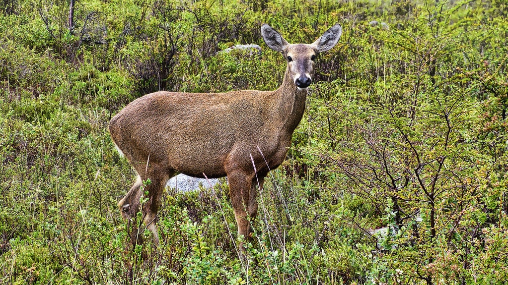 Guemul (South Andean Deer)