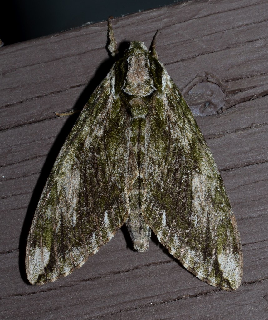 Hagen's Sphinx Moth