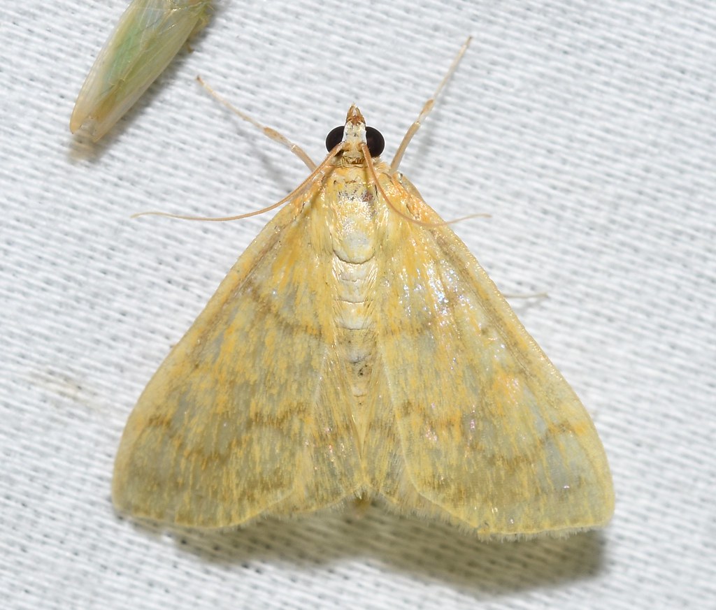 Hahncappsia Moth - Types of Moths in Oregon