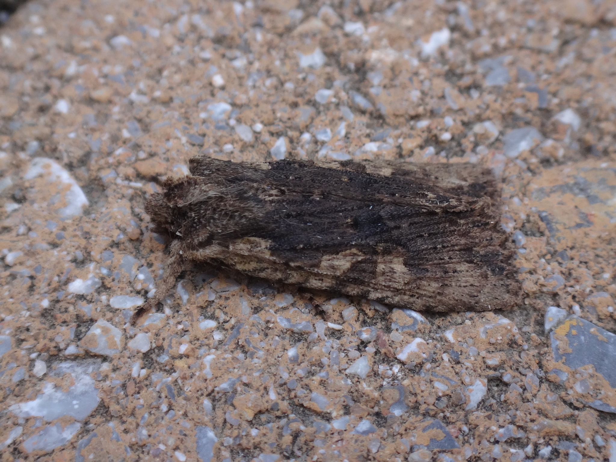 Hemina Pinion Moth