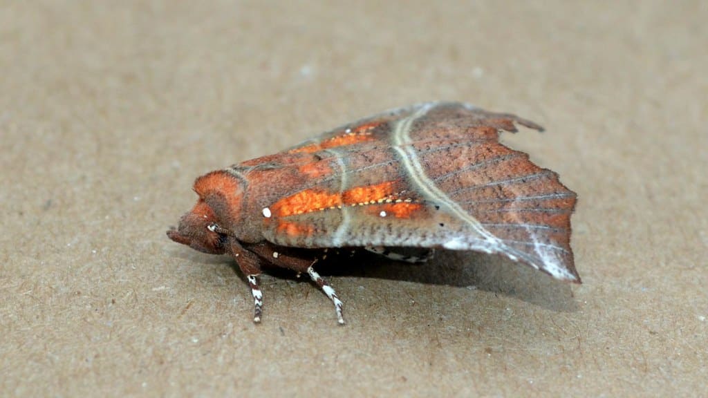 Herald Moth - Types of Moths in New Jersey