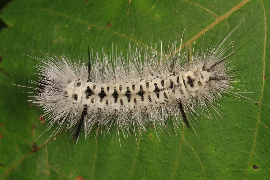 Hickory Tussock Moth - Types of Moths in Arizona