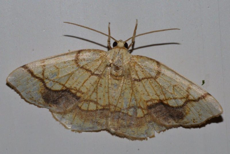 26 Different Types of Moths in New Mexico (With Pictures)