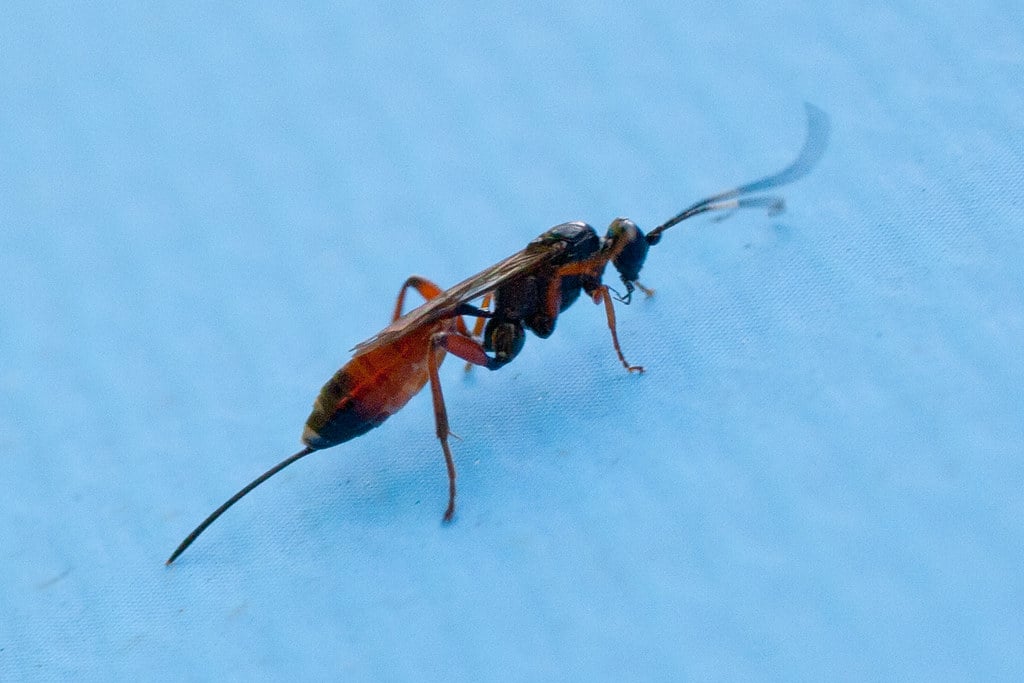 Horntail Wasp - Types of Wasps in Iowa