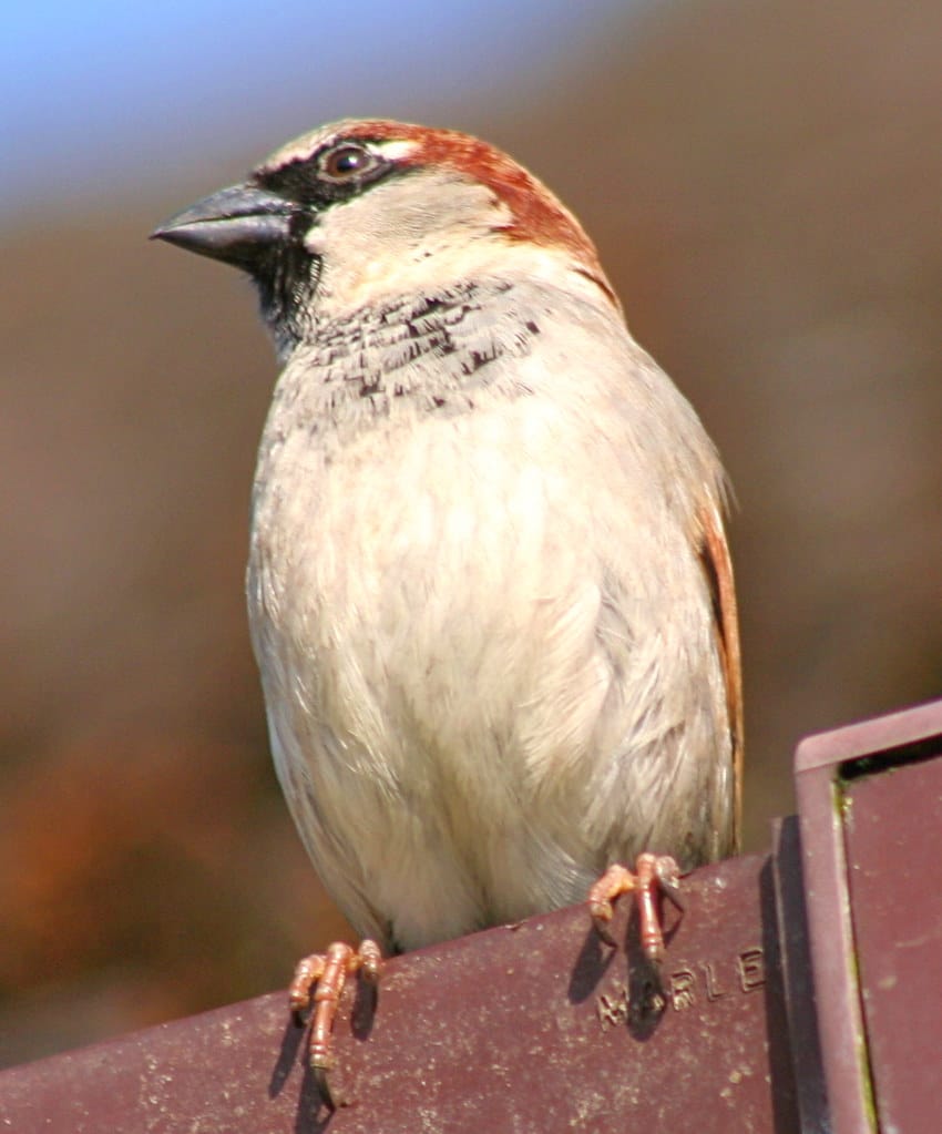 House Sparrow