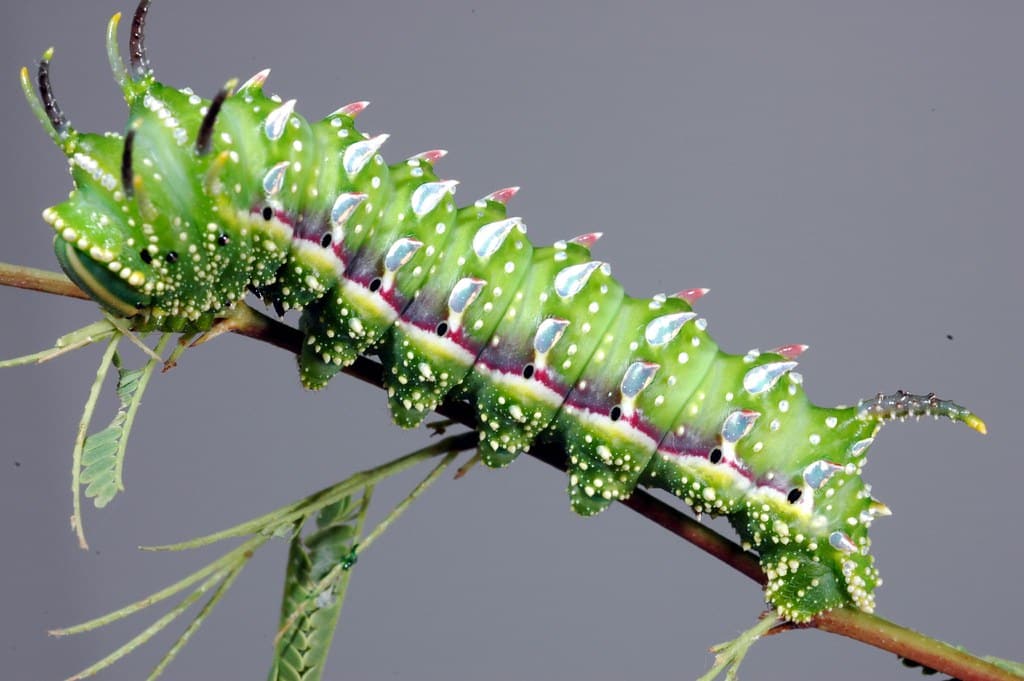 Hubbard's Small Silkmoth Caterpillar