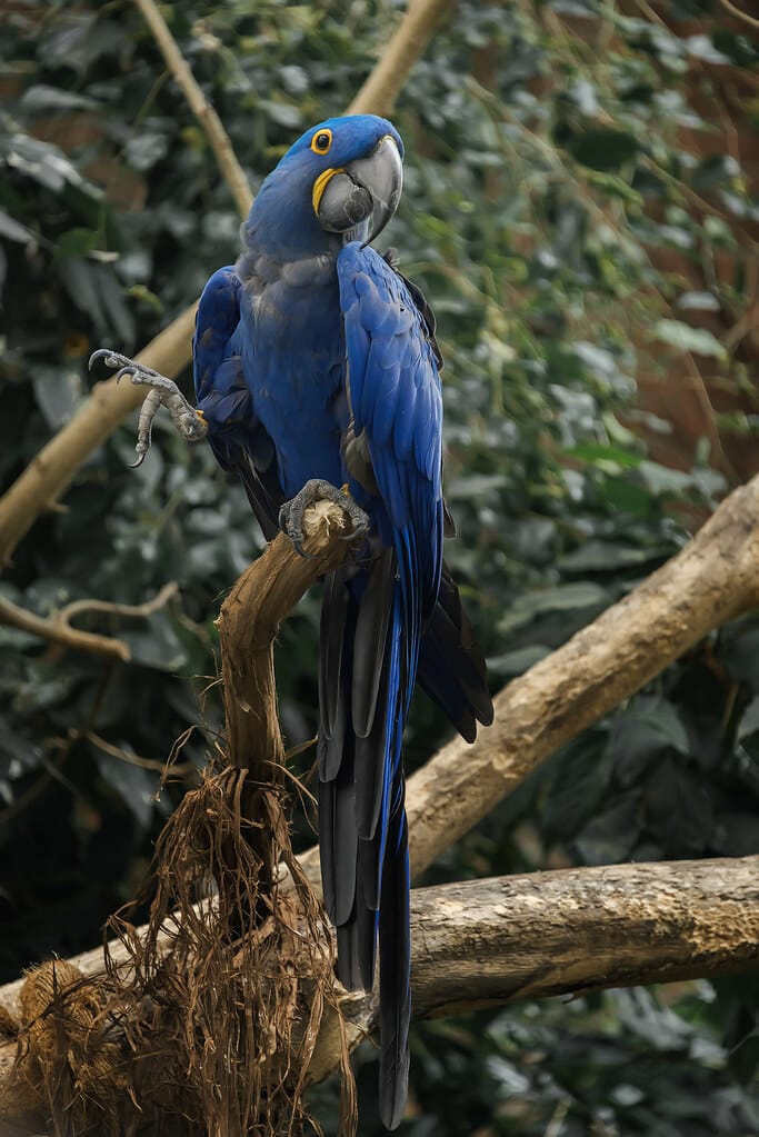 Hyacinth Macaw