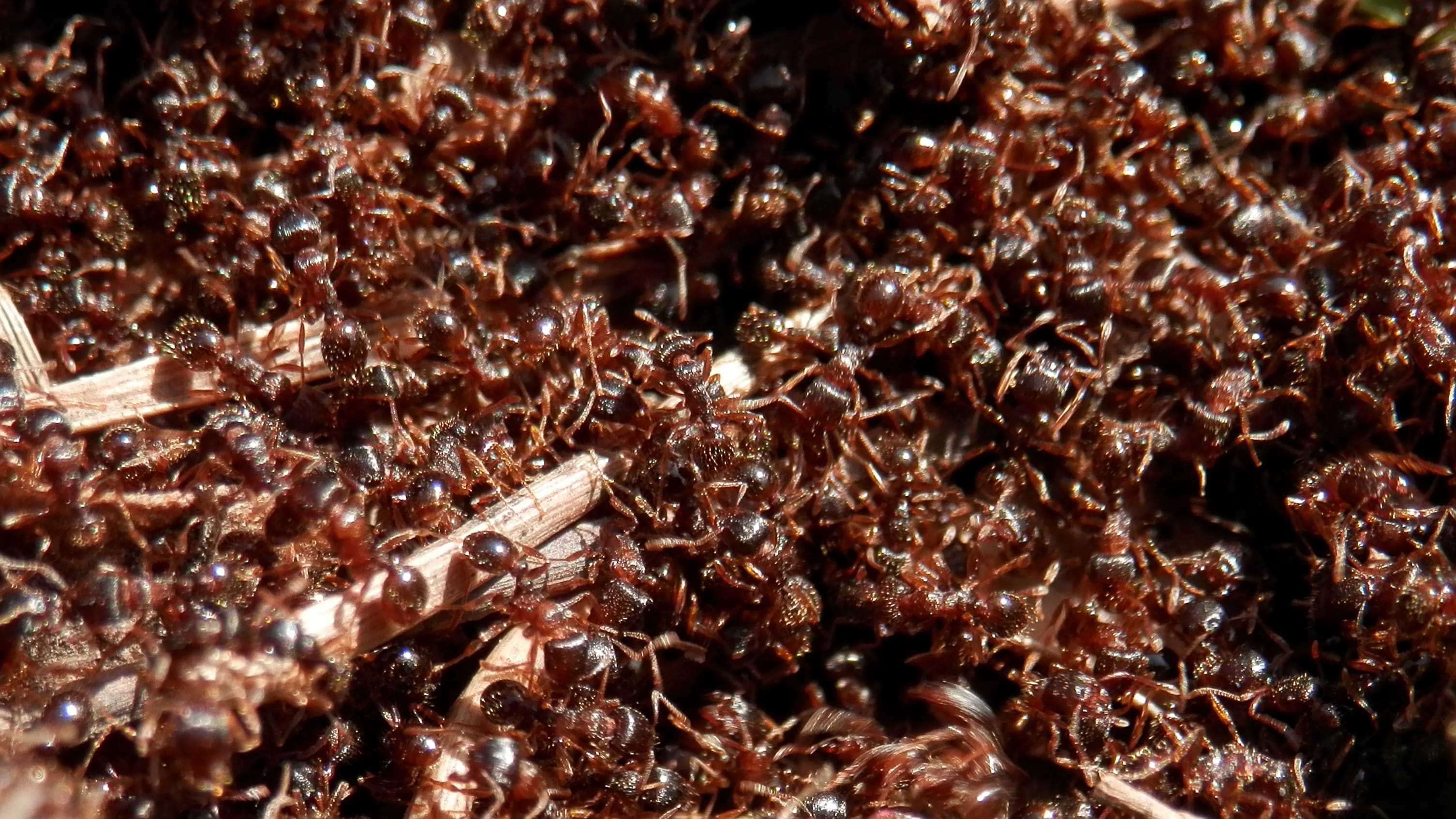 Immigrant Pavement Ant - types of ants in michigan