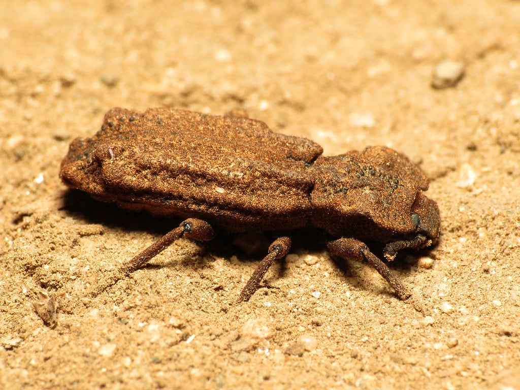 IronClad Beetle