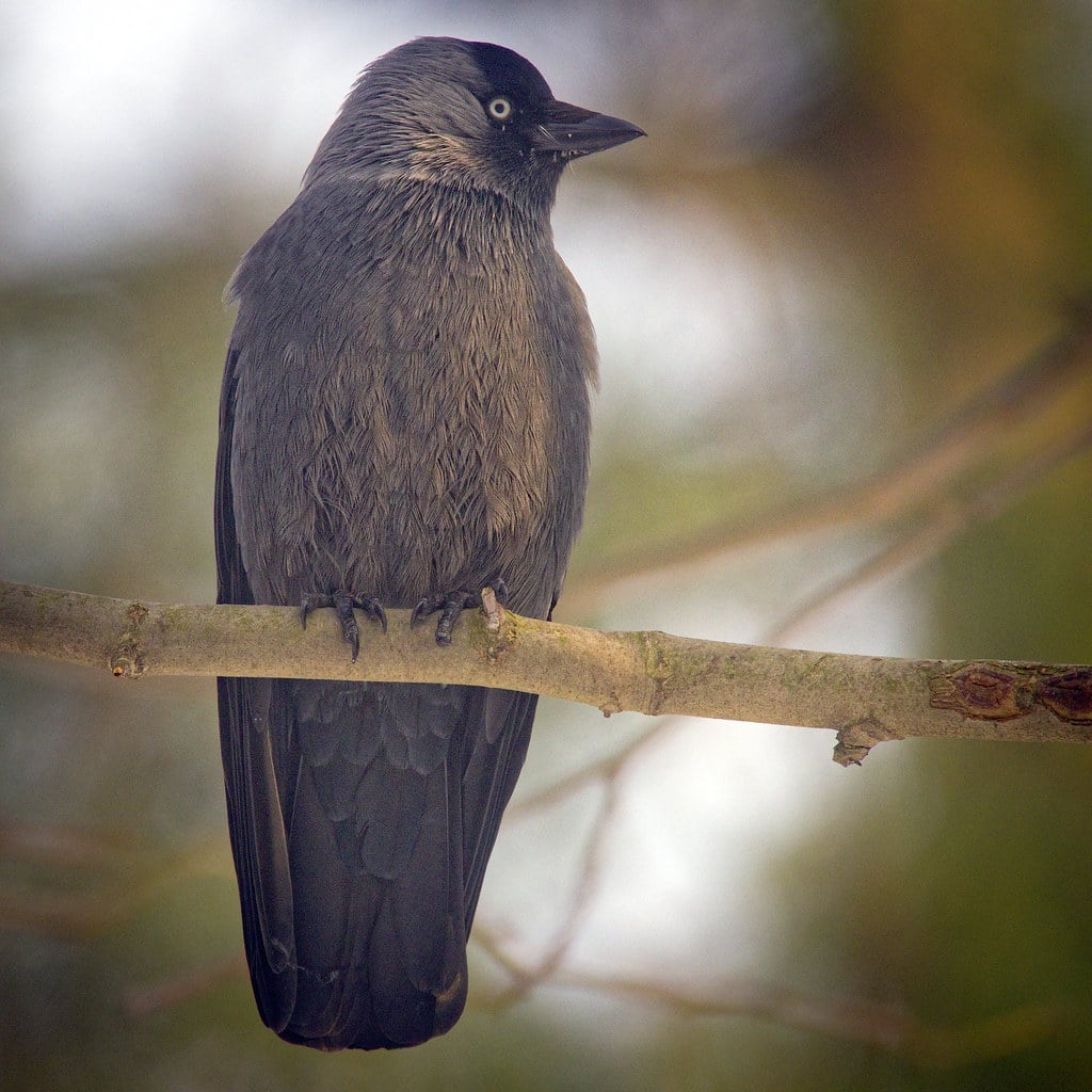 Jackdaw