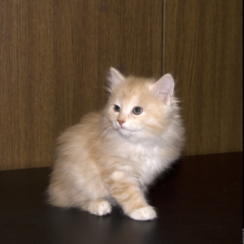 Kurilian Bobtail