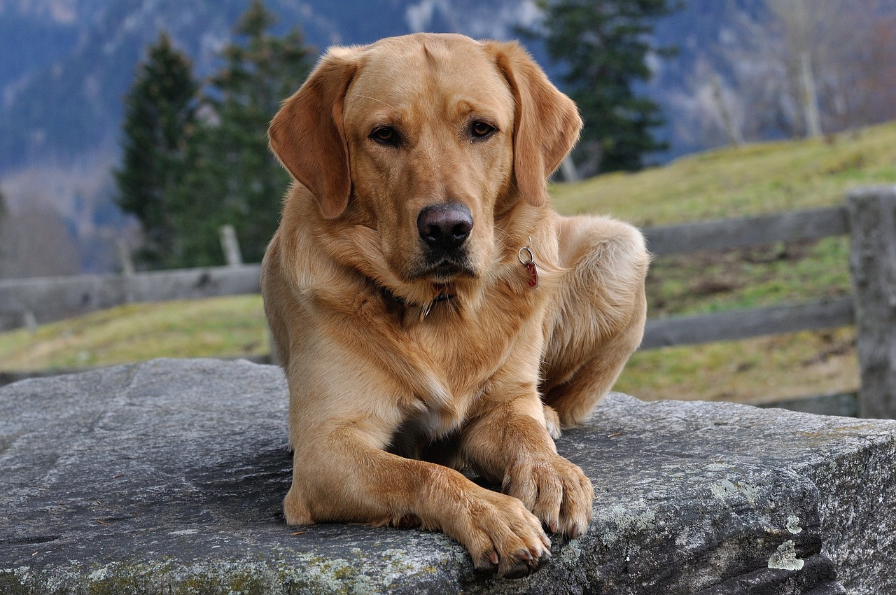 Labrador