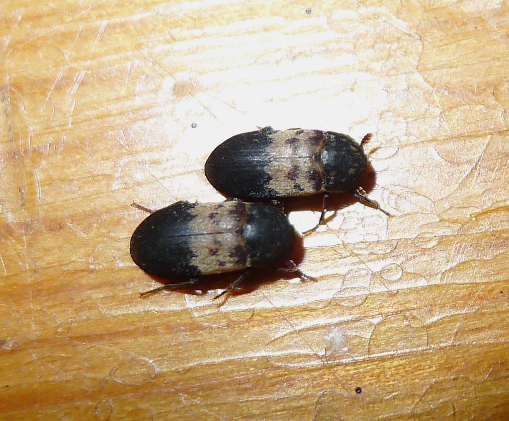 Larder Beetle - Types of Beetles in Utah