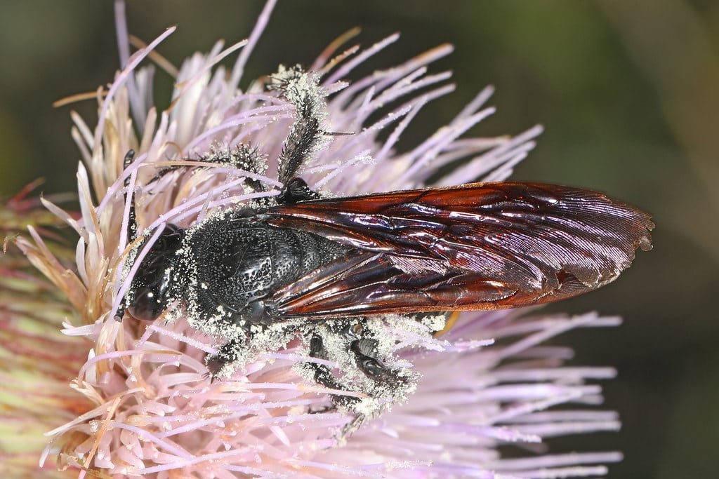 Large Four-Spotted Scoliid Wasp