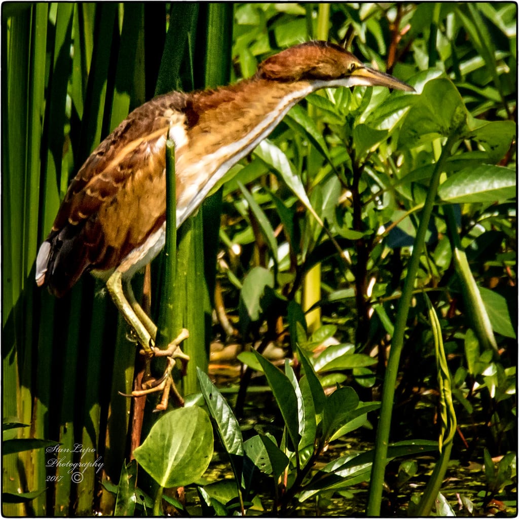 Least Bittern