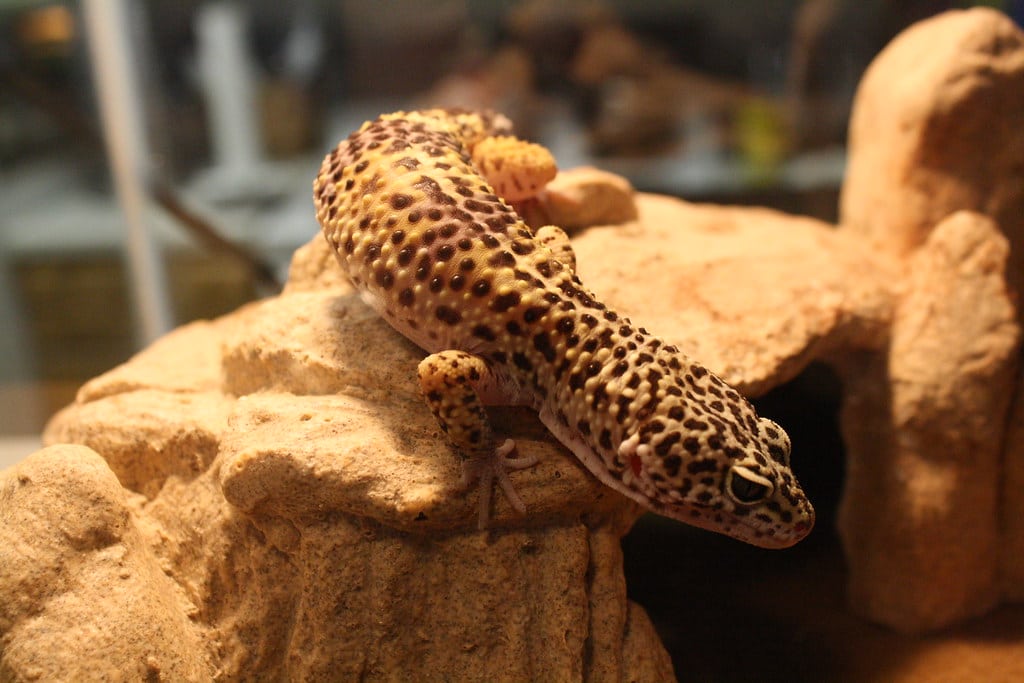 Leopard Gecko