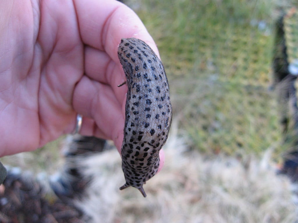 Leopard Slug