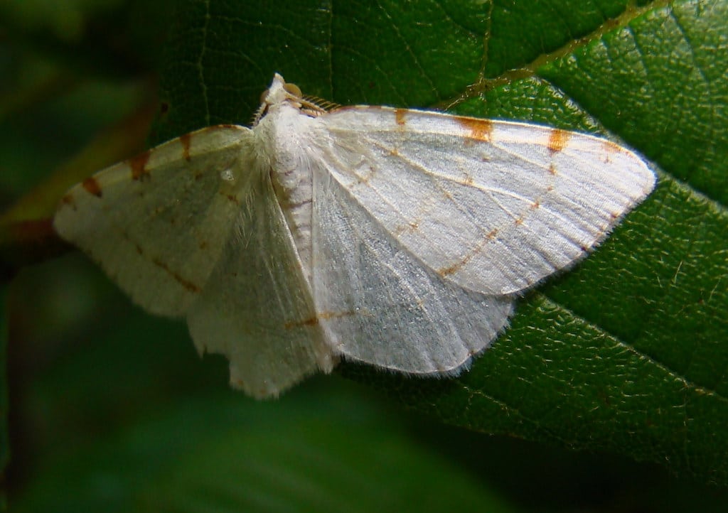 Lesser Maple Spanworm Moth