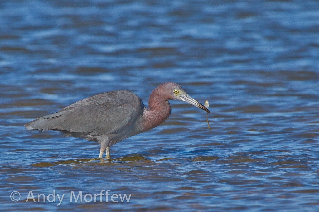 Little Blue Heron - Types of Herons in Michigan