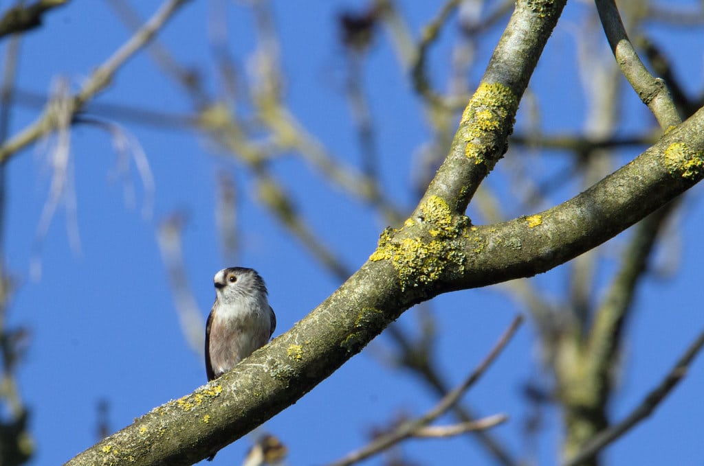 Long-tailed Tit